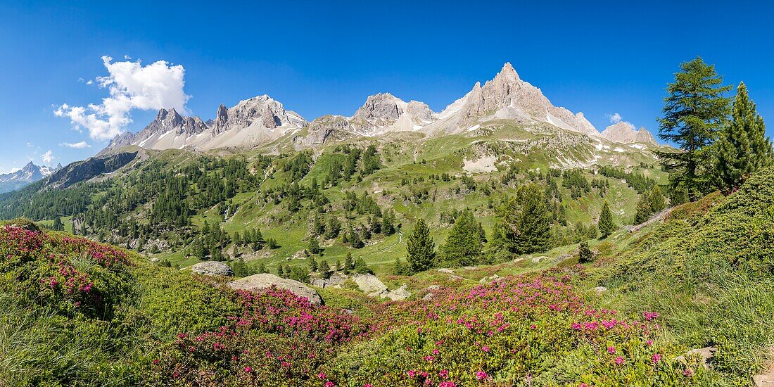 Frankreich, Hautes Alpes, Nevache, La Claree-Tal, blühender Rhododendron ferruginous (Rhododendron ferrugineum), im Hintergrund das Massiv des Cerces (3093m) und die Gipfel des Main de Crepin (2942m)
