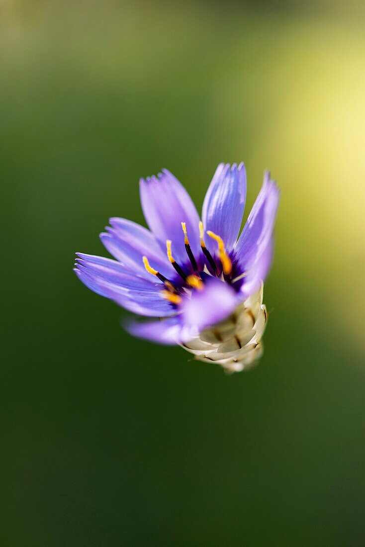 France, Drome, Vercors, Diois, Saillans, wildlife reserve of Grand Barry