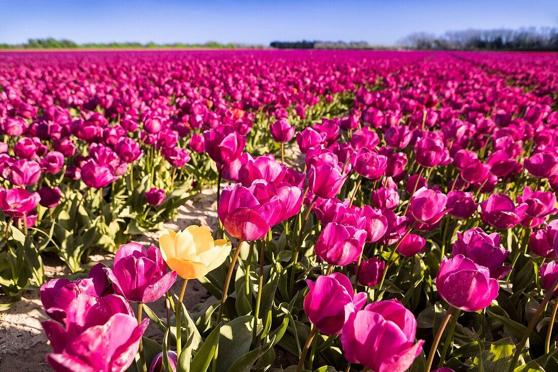 Frankreich, Finistere, Bigouden-Land, Plomeur, La Torche Tulpen- und Mohnblumenanbau