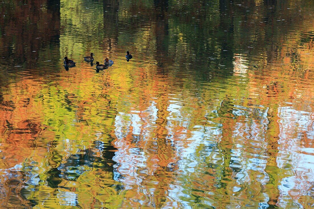 France, Rhône, Lyon, 6th arrondissement, La Tête d'Or district, Lake of the Park of La Tête d'Or