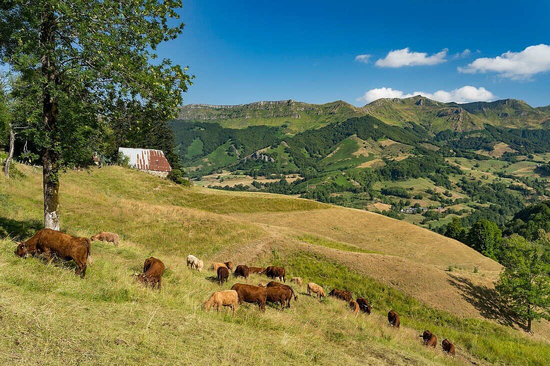 France, Cantal, Mandailles, Mandailles valley