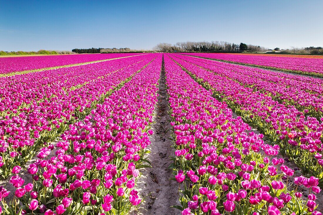 Frankreich, Finistere, Bigouden-Land, Plomeur, La Torche Tulpen- und Mohnblumenanbau