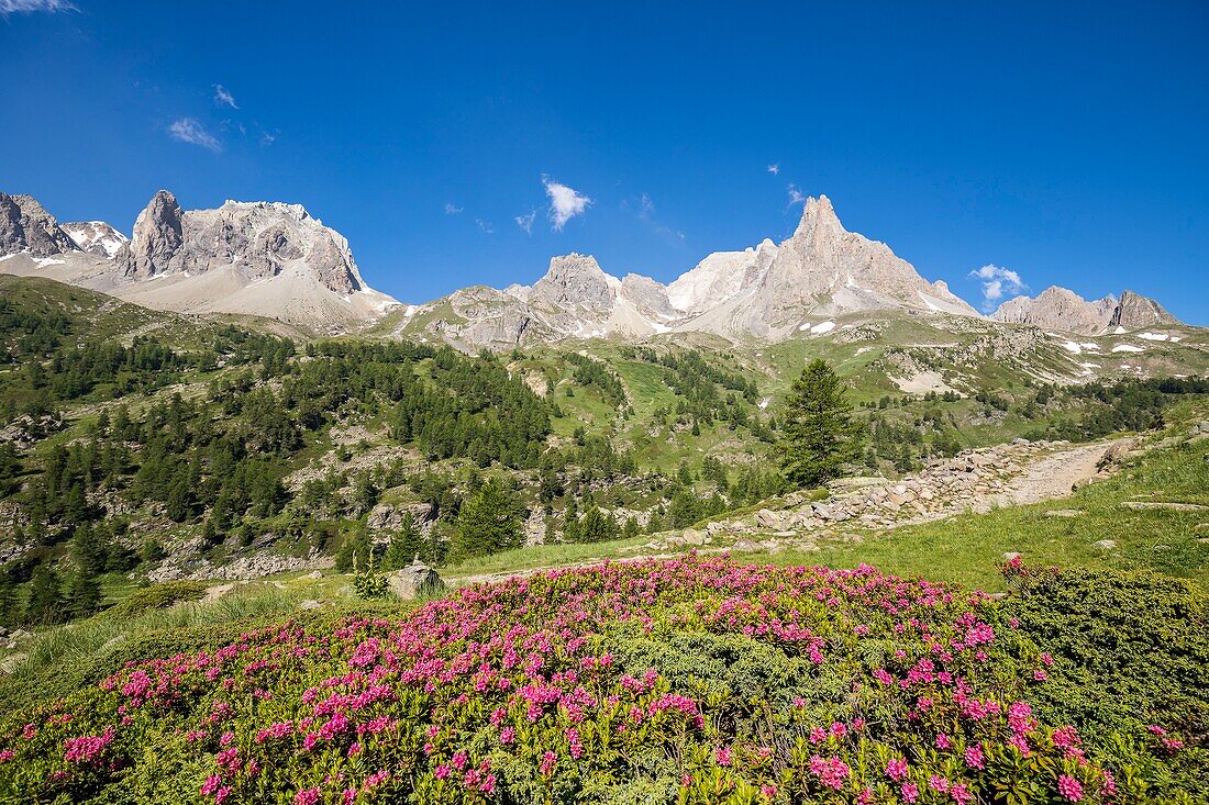Frankreich, Hautes Alpes, Nevache, La Claree Tal, blühender Rhododendron ferruginous (Rhododendron ferrugineum), im Hintergrund das Massiv des Cerces (3093m) und die Gipfel des Main de Crepin (2942m)