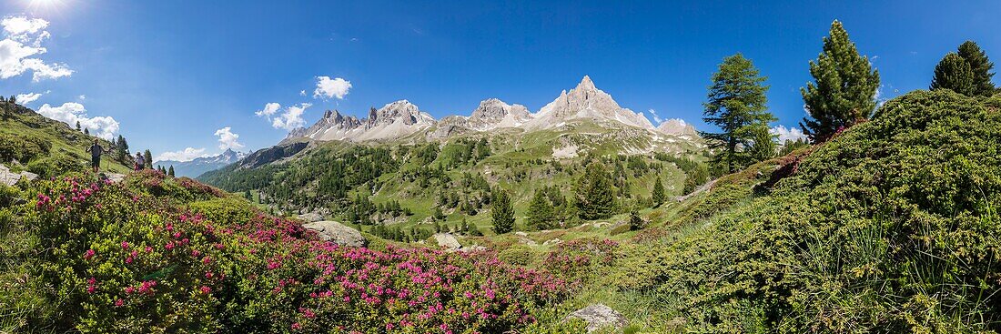 Frankreich, Hautes Alpes, Nevache, La Claree-Tal, blühender Rhododendron ferruginous (Rhododendron ferrugineum), im Hintergrund das Massiv des Cerces (3093m) und die Gipfel des Main de Crepin (2942m)