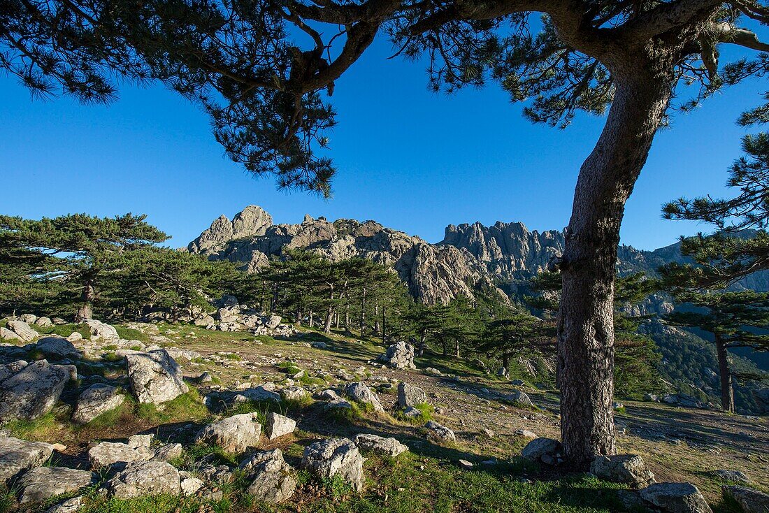 France, Corse du Sud, Alta Rocca, Laricio pine in the Bavella pass and the Bavella needles in the early morning