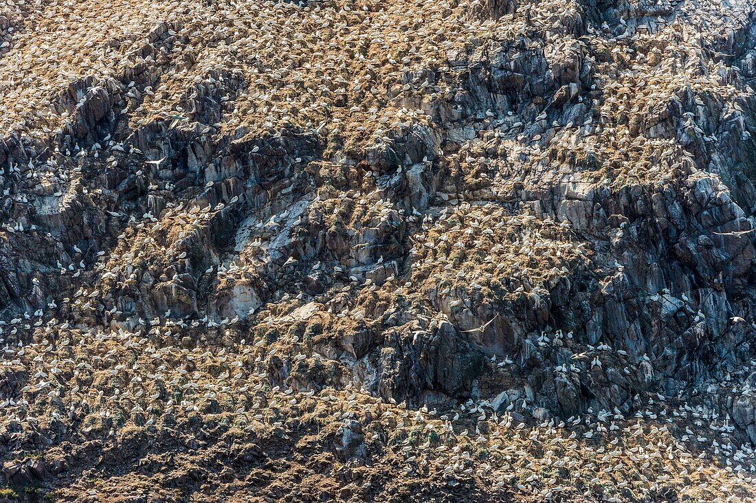 France, Cotes d'Armor, Perros Guirec, colony of gannets (Morus bassanus) on Rouzic island in the Sept Îles nature reserve