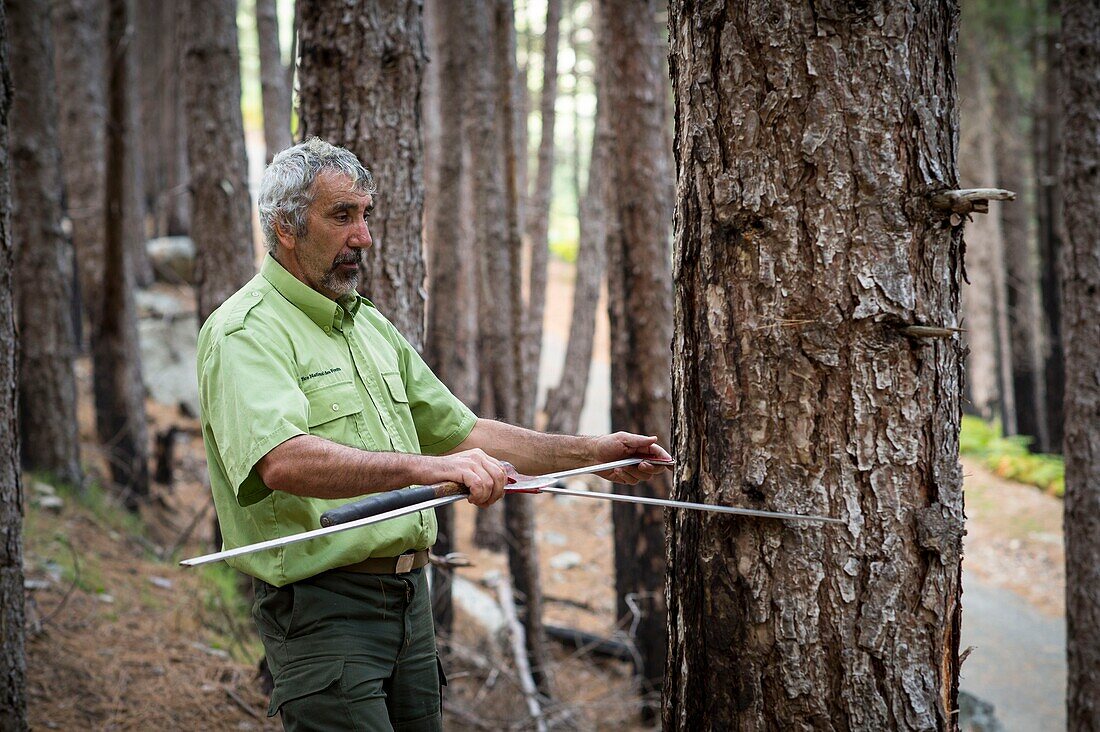 Frankreich, Haute Corse, Vivario, im Wald von Verghello misst der Forstbeamte Antoine Paolacci mit einem Forstzirkel den Durchmesser der Bäume, die vor der Schlachtung markiert werden sollen