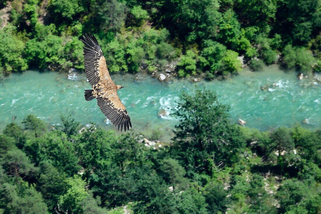 France, Alpes de Haute Provence, Parc Naturel Regional du Verdon, Grand Canyon of the Verdon river, La Palud Sur Verdon, point of view of the Dent d'Aire, Griffon Vulture (Gyps fulvus) in flight