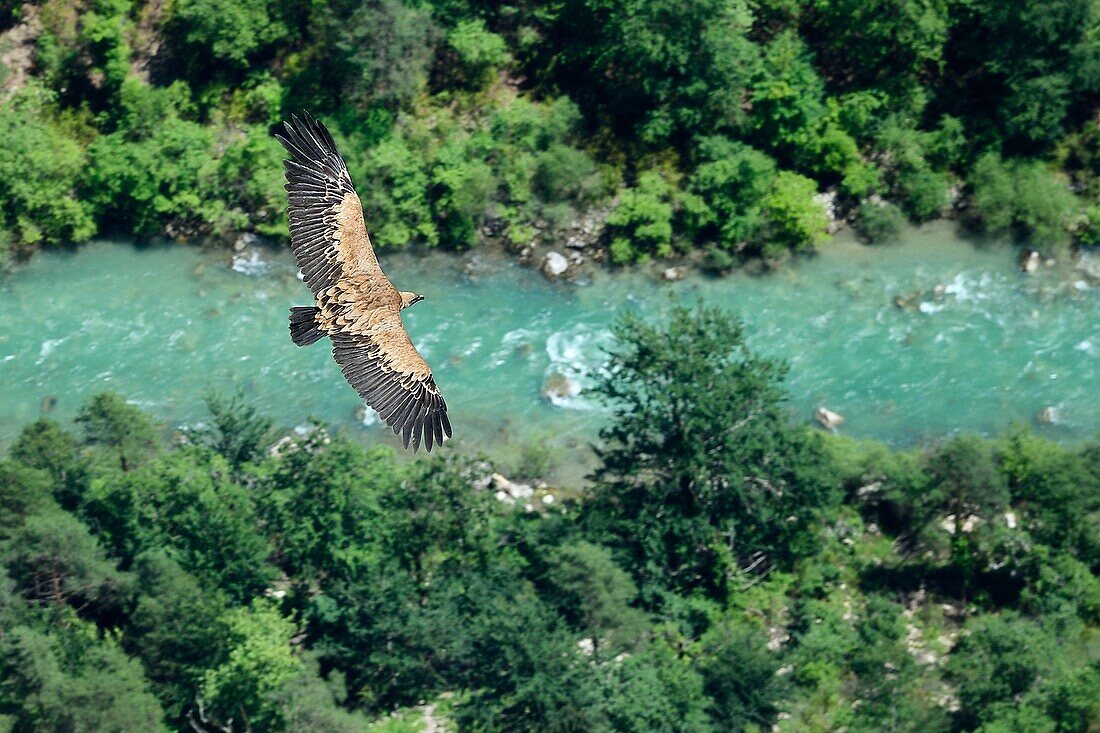 Frankreich, Alpes de Haute Provence, Parc Naturel Regional du Verdon, Grand Canyon des Flusses Verdon, La Palud Sur Verdon, Blick auf den Dent d'Aire, Gänsegeier (Gyps fulvus) im Flug