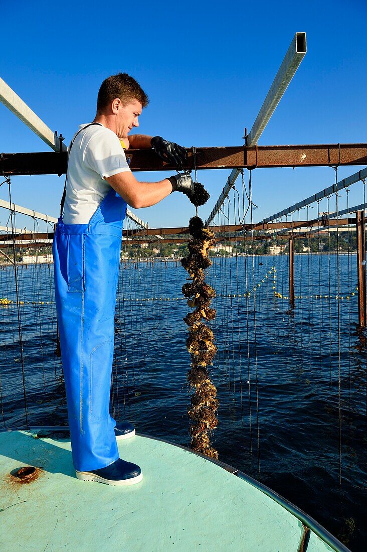 Frankreich, Var, La Seyne sur Mer, der Austernzüchter Jean Christophe Giol in der Bucht von Tamaris