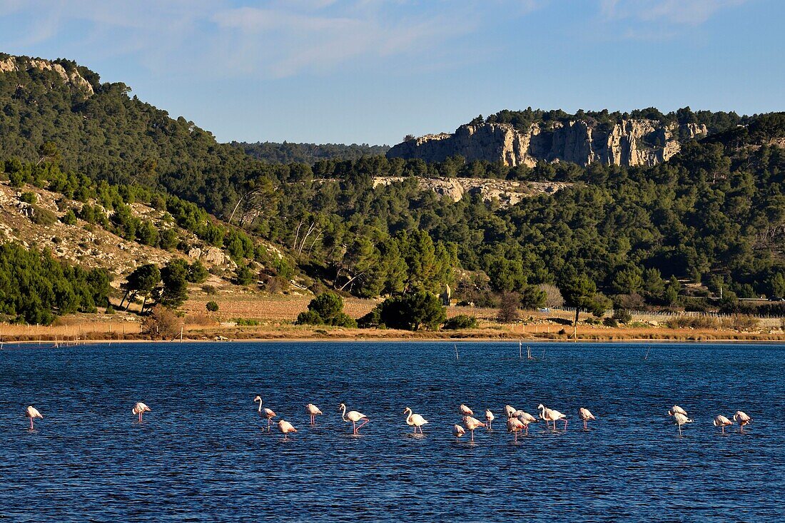 France, Aude, Narbonne, Corbieres, Gruissan, Flamingos (Phoenicopterus roseus)