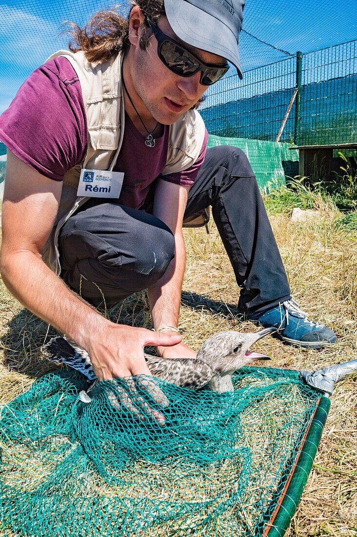 Frankreich, Cotes d'Armor, Rosa Granitküste, Pleumeur Bodou, Grande Island, Ornithologische Station der Vogelschutzliga (LPO), Zählen, Wiegen, Zählung und Beringung von Silbermöwen (Larus fuscus) und Heringsmöwen (Larus argentatus) vor dem Aussetzen größerer Exemplare