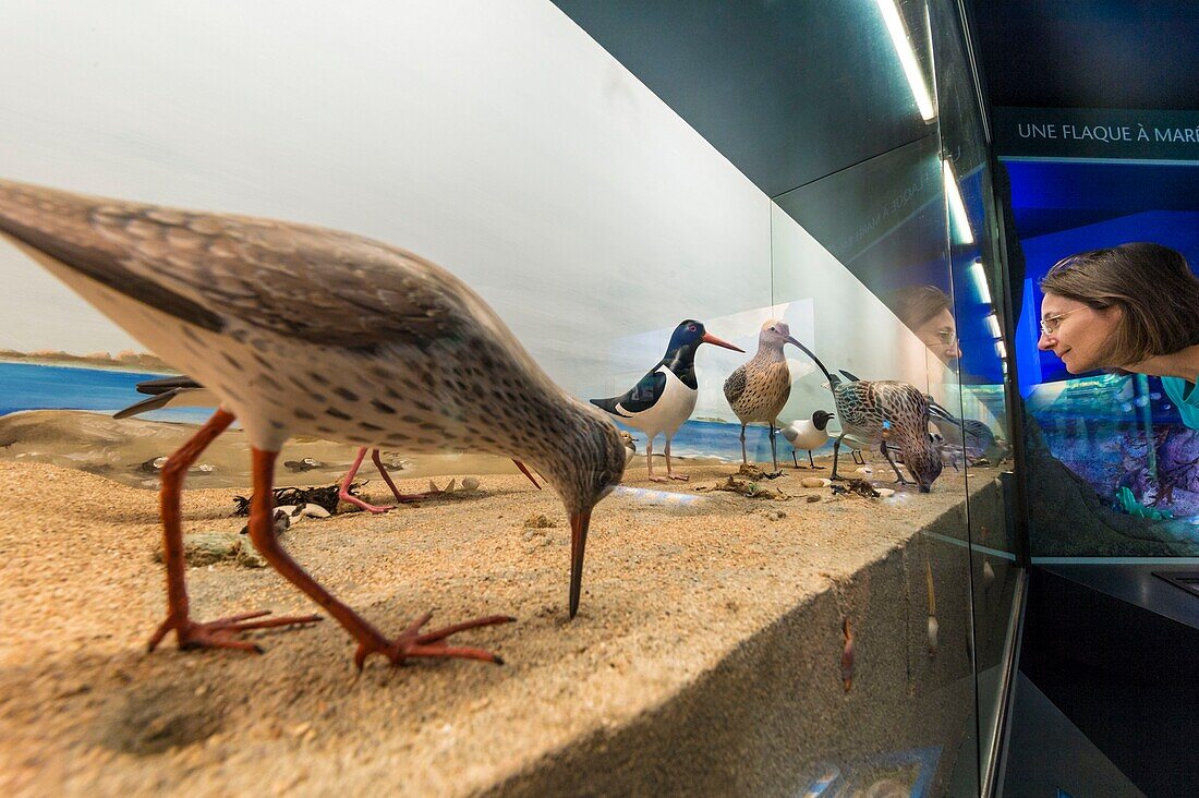 France, Cotes d'Armor, Pink Granite Coast, Pleumeur Bodou, Grande Island, Ornithological Station of the League of Protection of Birds (LPO), the ornithological museum