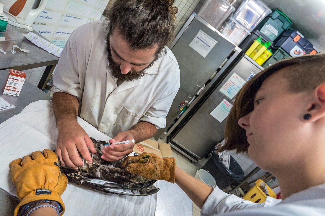 France, Cotes d'Armor, Pink Granite Coast, Pleumeur Bodou, Grande Island, Ornithological Station of the League of Protection of Birds (LPO), Wildlife Care Center, care on a buzzard