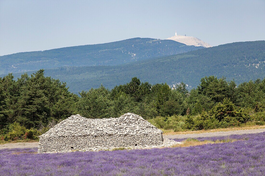France, Drome, Drome Provencale, Ferrassieres, borie in a lavender field, in the background the Mont Ventoux