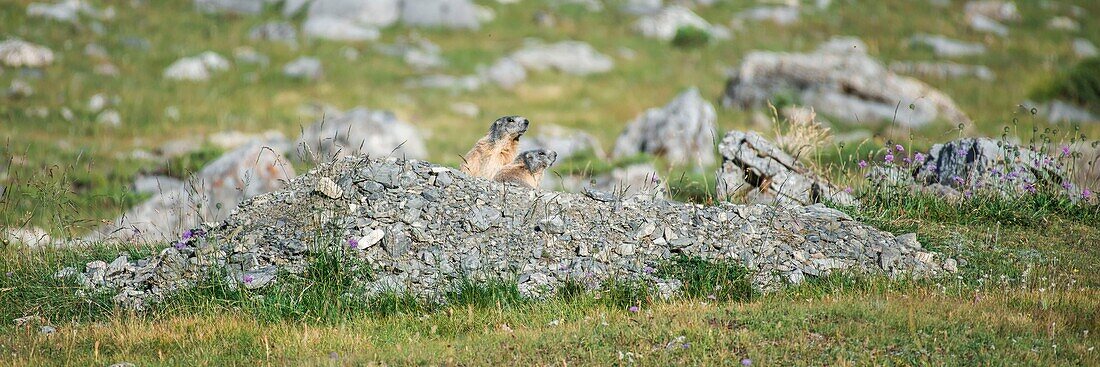 France, Hautes Alpes, Queyras natural regional parc, Ceillac, alpine marmot