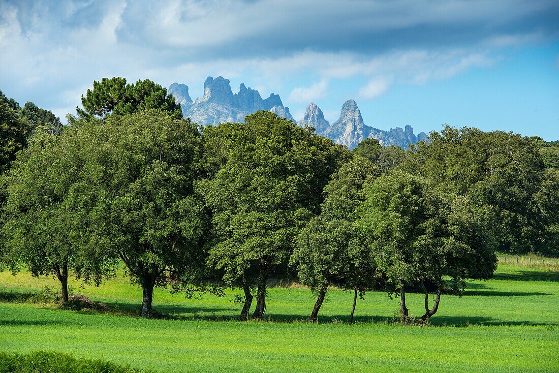 Frankreich, Corse du Sud, Alta Rocca, Wiese in Richtung des Dorfes San Gavino di Carbini und der Bavella-Nadeln