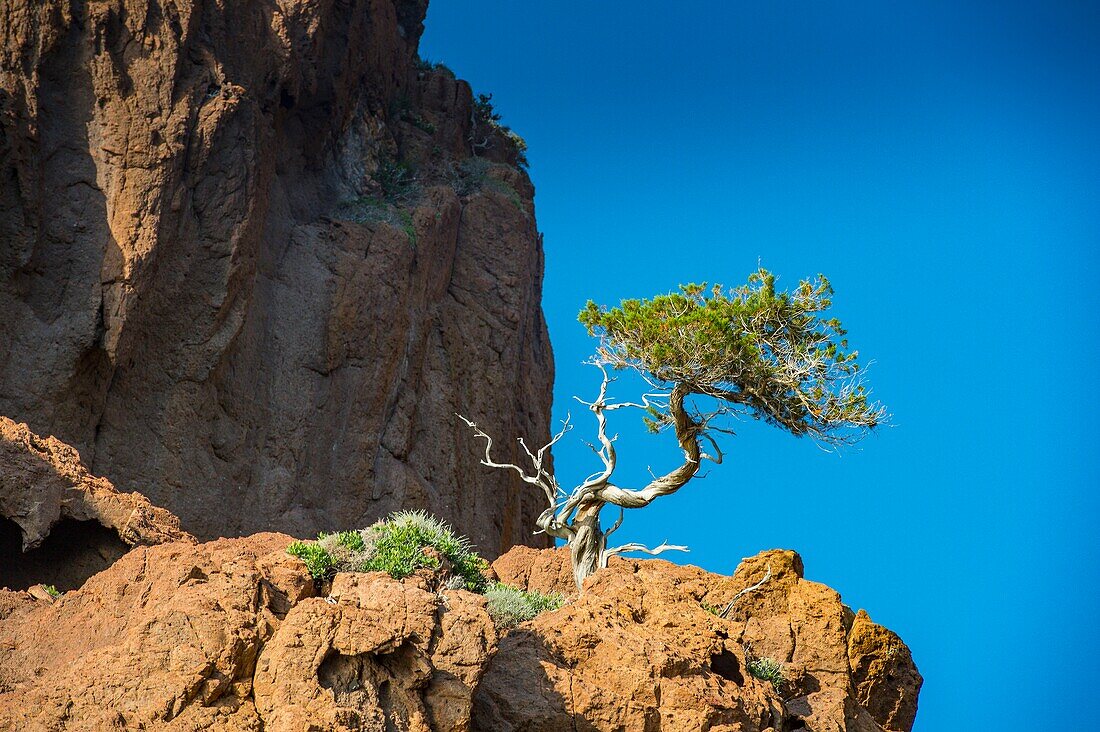 Frankreich, Corse du Sud, Porto, Golf von Porto, von der UNESCO zum Weltkulturerbe erklärt, die gequälten Klippen mit ockerfarbenen Schattierungen des Naturschutzgebiets von Scandola, ein seltsam in den Fels gedrückter Baum