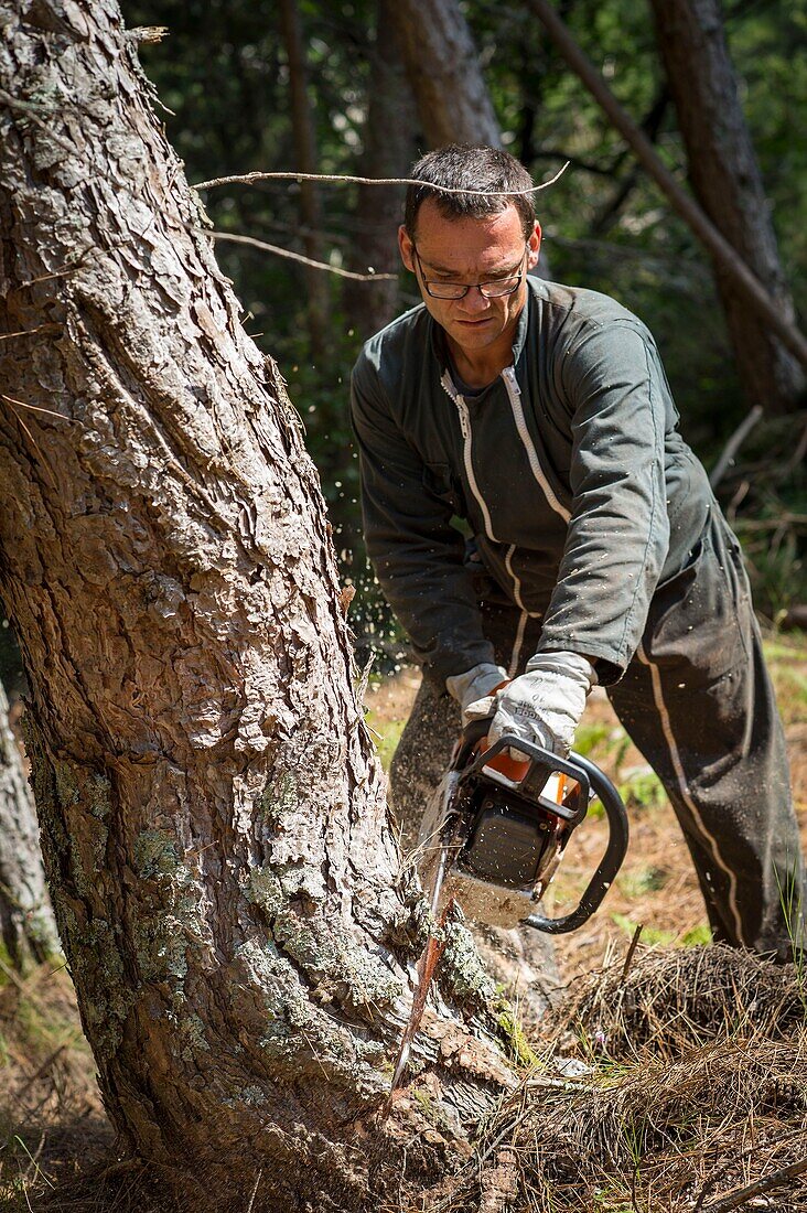 Frankreich, Haute Corse, Vivario, im Wald von Verghello, Schlachtung von Nadelbäumen durch einen Holzfäller, um einen alten Kastanienbaum zu sanieren
