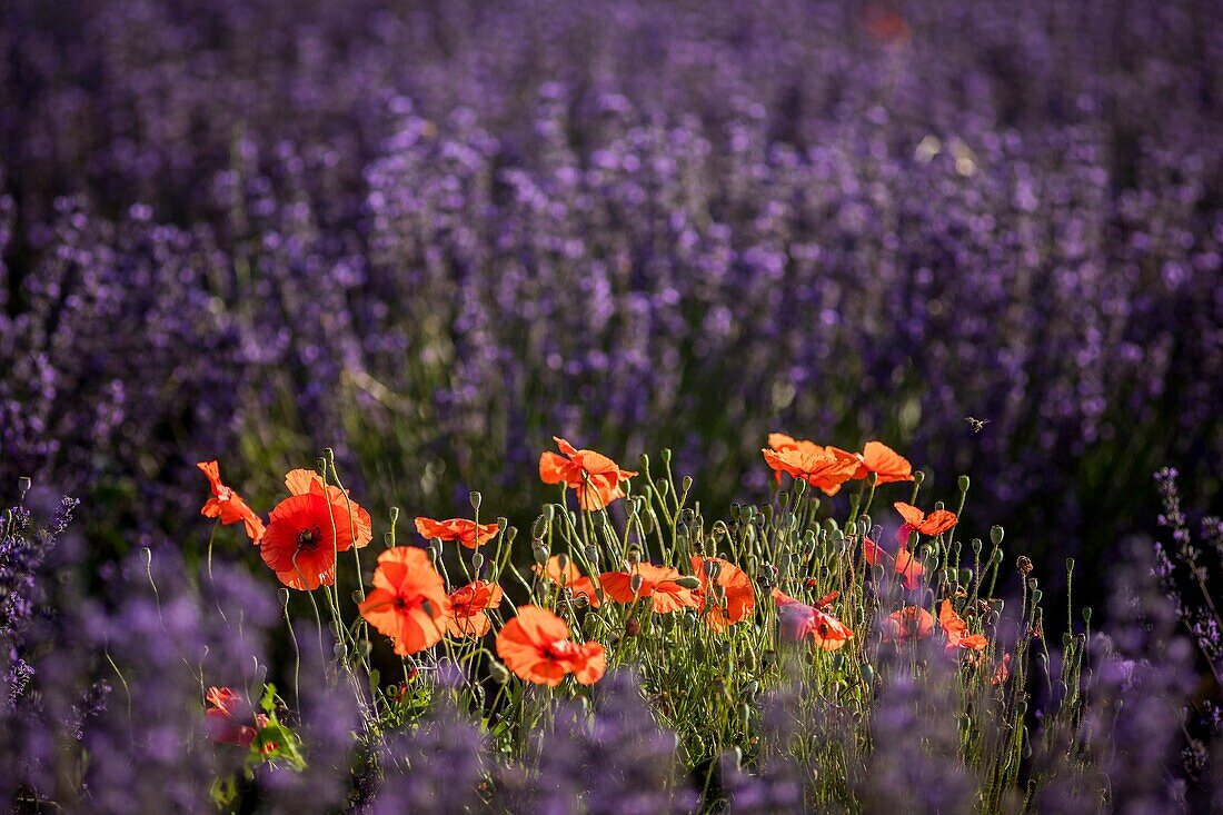 Frankreich, Alpes de Haute Provence, Simiane la Rotonde, Gewöhnliche Mohnblumen (Papaver rhoeas) in einem Lavendelfeld