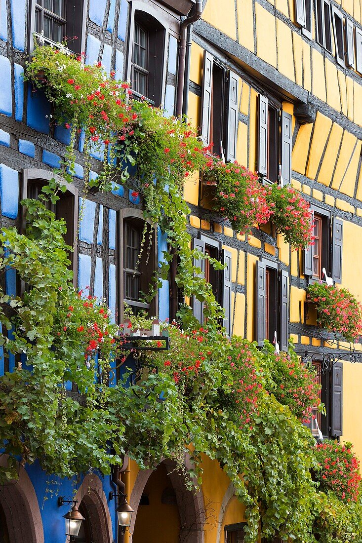 Frankreich, Haut Rhin, Route des Vins d'Alsace, Riquewihr mit dem Label Les Plus Beaux Villages de France (Eines der schönsten Dörfer Frankreichs), Fachwerkhausfassadenreihe
