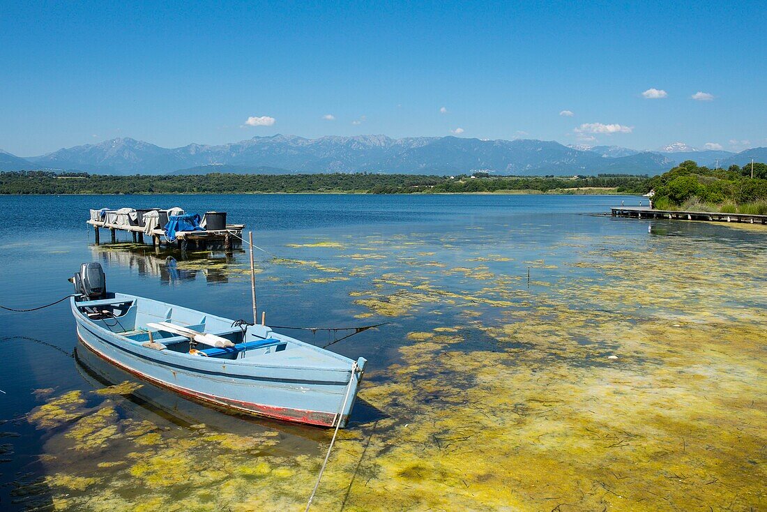 Frankreich, Haute Corse, östliche Ebene Ghisonaccia, der Teich von Urbino, Naturgebiet von ökologischem Interesse, faunistisch und floristisch, hölzernes Fischerboot und Konzentration von Froscheiern, die diese gelbe Farbe geben