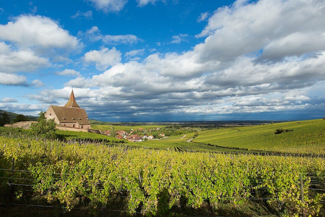 France, Haut Rhin, Route des Vins d'Alsace, Hunawihr labelled Les Plus Beaux Villages de France (One of the Most Beautiful Villages of France), Sainte Hune church and vineyards