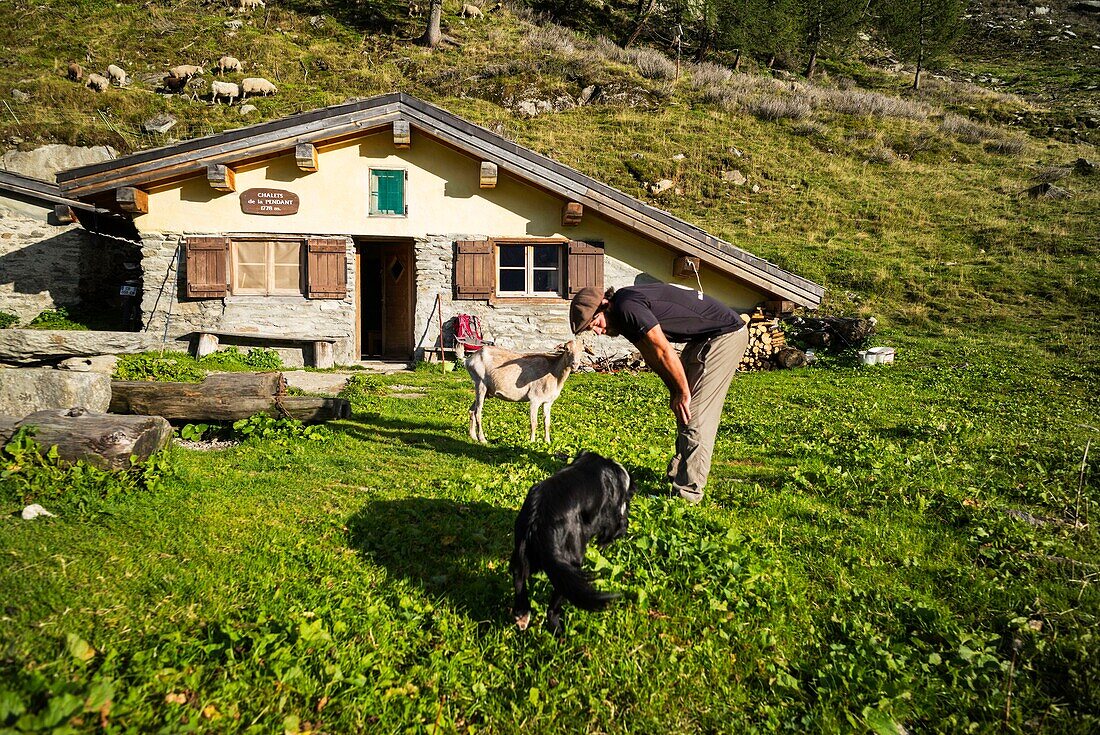 France, Haute Savoie, Chamonix Mont Blanc, village of Argentiere, mountain range of Mont Blanc, Jo Buisson, help sheperd, mountain pasture of the Pendant