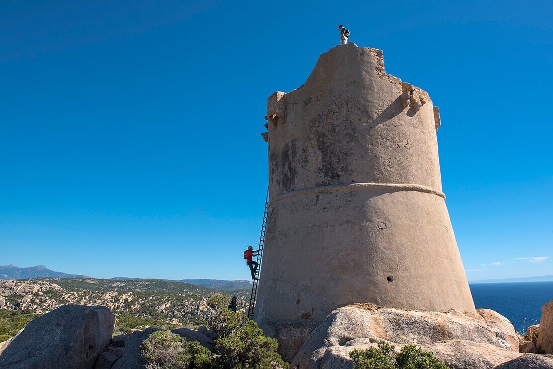 Frankreich, Corse du Sud, Campomoro, Tizzano, Wanderung auf dem Küstenpfad im Senetosa-Reservat, oberhalb des Leuchtturms, der Genueser Turm, eine Metallleiter ermöglicht den Zugang zur Gipfelplattform