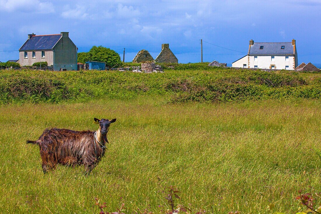 France, Finistere, Ponant islands, Regional Natural Park of Armorica, Iroise Sea, Ouessant island, Biosphere Reserve (UNESCO), Chèvre au Pré