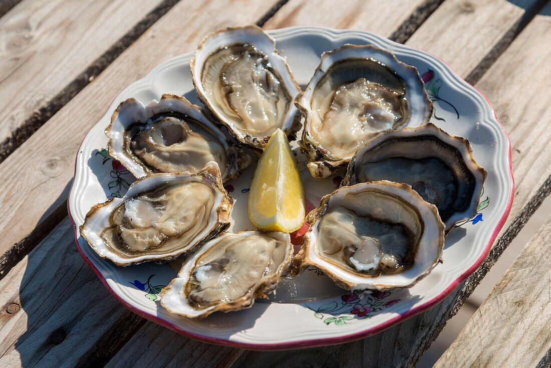 France, Herault, Loupian, plate of oysters