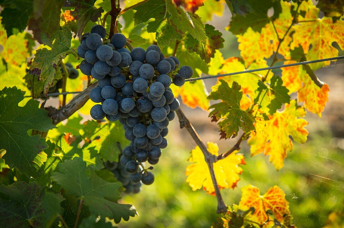 France, Haute Corse, Aleria, Eastern plain, around the pond of Diana the grapes of the vineyard has reached maturity just before the harvest, close up on bunch of black grapes