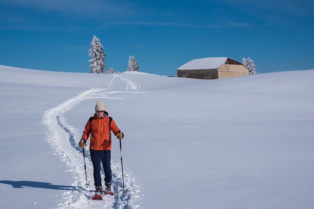 France, Jura, GTJ great crossing of the Jura on snowshoes, crossing majestic landscapes towards Molunes
