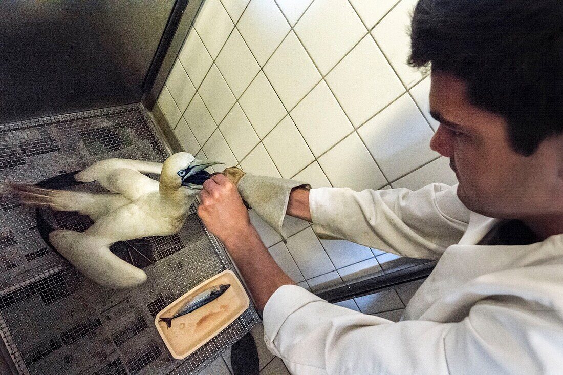 France, Cotes d'Armor, Pink Granite Coast, Pleumeur Bodou, Grande Island, Ornithological Station of the League of Protection of Birds (LPO), Wildlife Care Center, feeding a Northern Gannet (Morus bassanus)