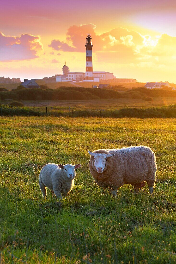 France, Finistere, Ponant Islands, Armorica Regional Nature Park, Iroise Sea, Ouessant Island, Biosphere Reserve (UNESCO), Sheep and the Creac'h Lighthouse in the background