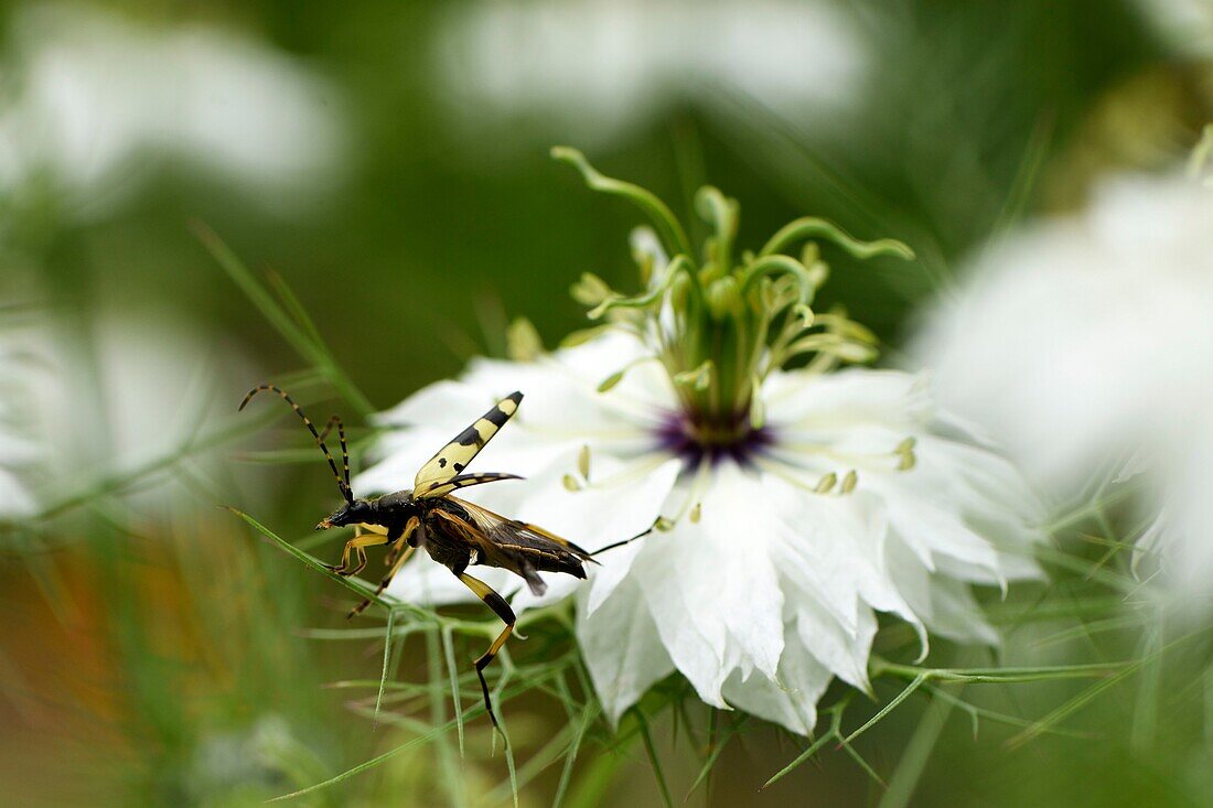 France, Territoire de Belfort, Belfort, kitchen garden, beetle (Leptura maculata ou Rutpela maculata) in flight, flower (Nigella damascena)