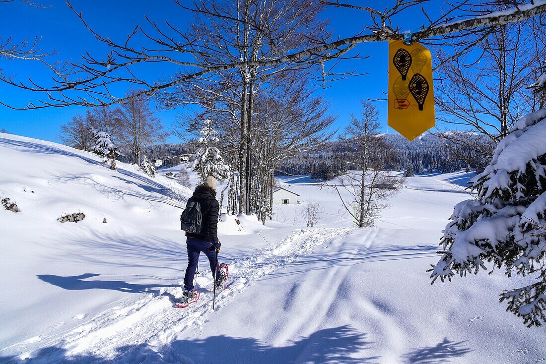 France, Jura, GTJ great crossing of the Jura on snowshoes, crossing majestic landscapes laden with snow between Lajoux and Molunes