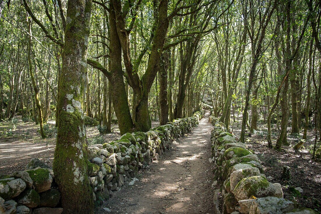 Frankreich, Corse du Sud, Alta Rocca, oberhalb von Levie, Wanderung zu den historischen Stätten Casteddus de Cucuruzzu und Capella