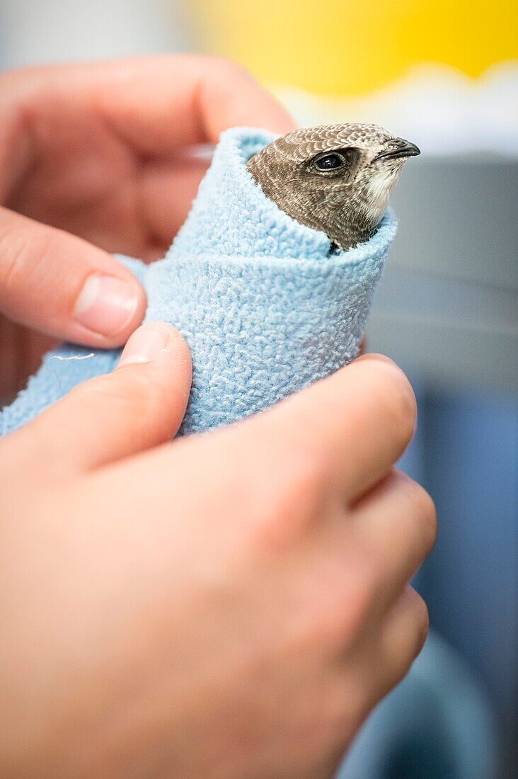 France, Cotes d'Armor, Pink Granite Coast, Pleumeur Bodou, Grande Island, Ornithological Station of the League of Protection of Birds (LPO), Wildlife Care Center, feeding a Black Swift (Apus apus)