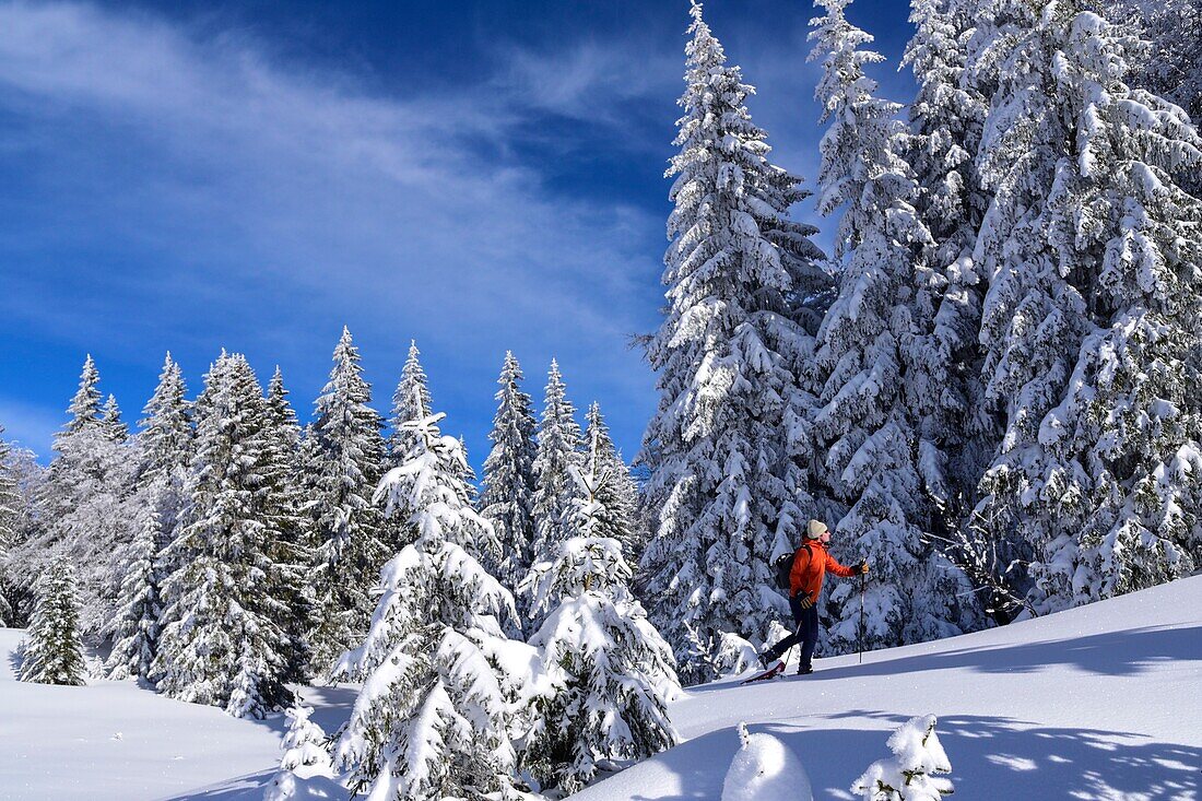 Frankreich, Jura, GTJ, großartige Überquerung des Juras auf Schneeschuhen, Durchquerung majestätischer Landschaften zwischen dornigem Wald und Lichtung bei Molunes