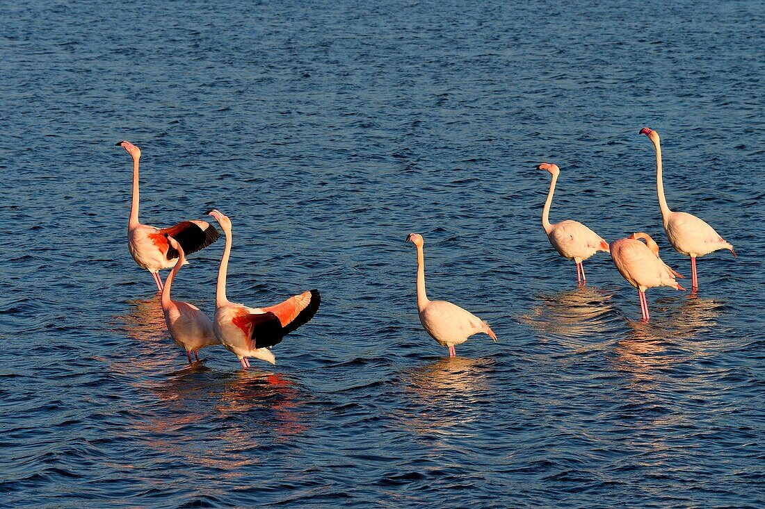 Frankreich, Aude, Narbonne, Corbieres, Gruissan, Flamingos (Phoenicopterus roseus)