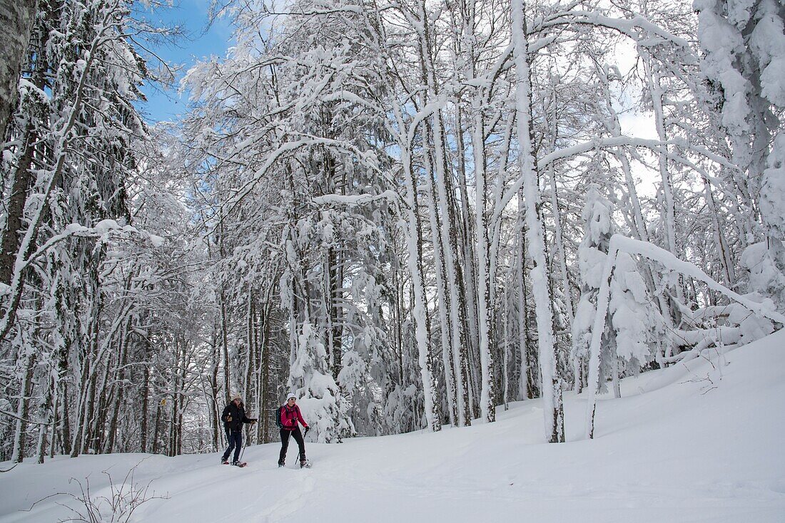 France, Jura, GTJ great crossing of the Jura on snowshoes, a forest full of snow on the side of the Bretta