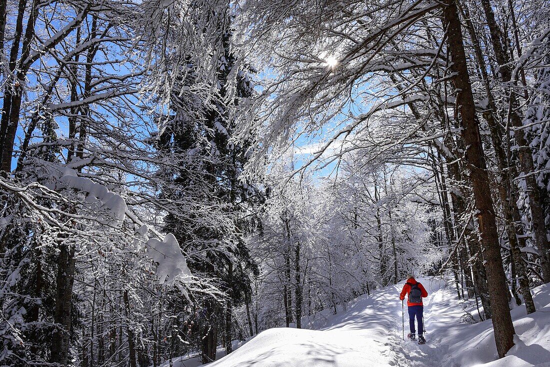 France, Jura, GTJ, great crossing of the Jura on snowshoes, crossing of hardwoods laden with snow between Lajoux and Molunes