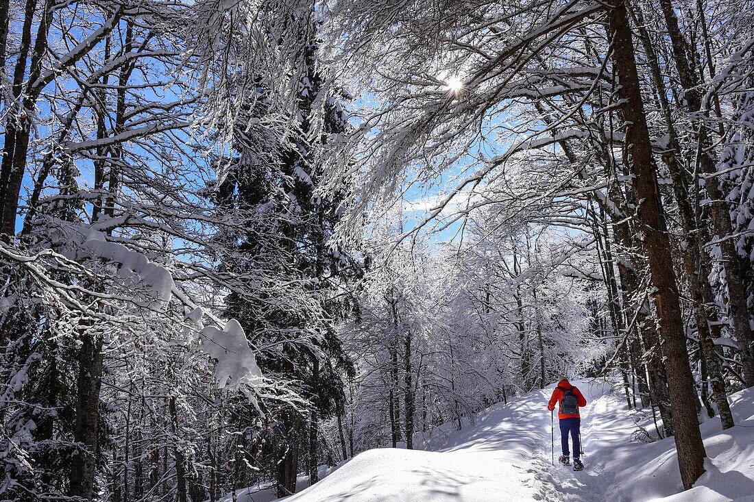 Frankreich, Jura, GTJ, große Juradurchquerung auf Schneeschuhen, Überquerung der verschneiten Laubwälder zwischen Lajoux und Molunes