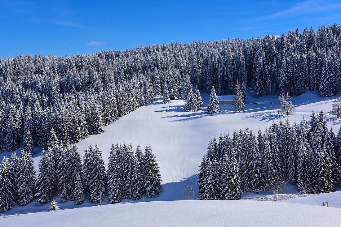 France, Jura, GTJ, great crossing of the Jura on snowshoes, crossing majestic landscapes laden with snow between Lajoux and Molunes