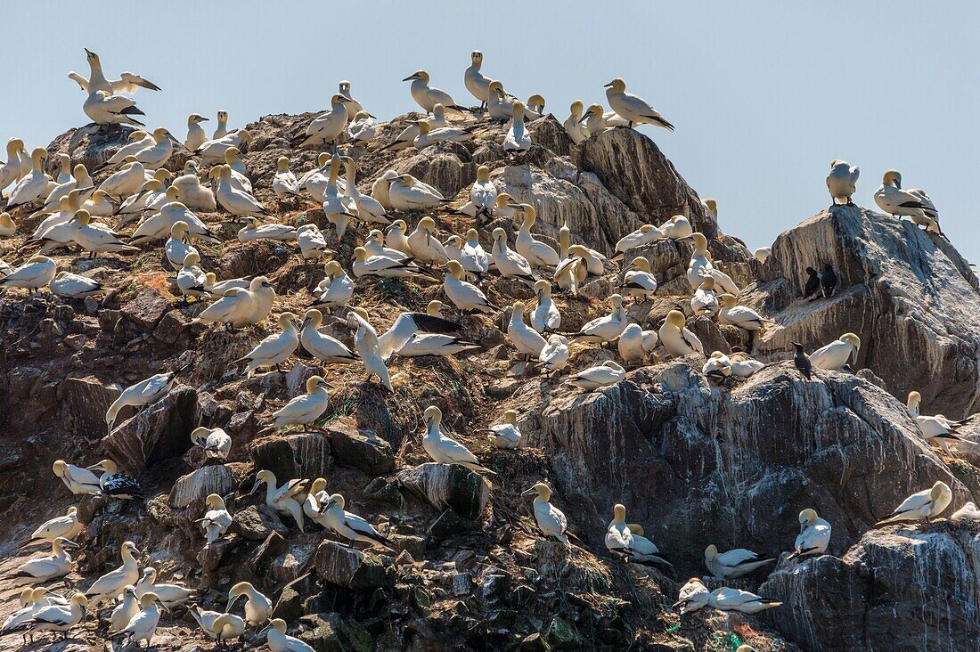 France, Cotes d'Armor, Perros Guirec, colony of gannets (Morus bassanus) on Rouzic island in the Sept Îles nature reserve