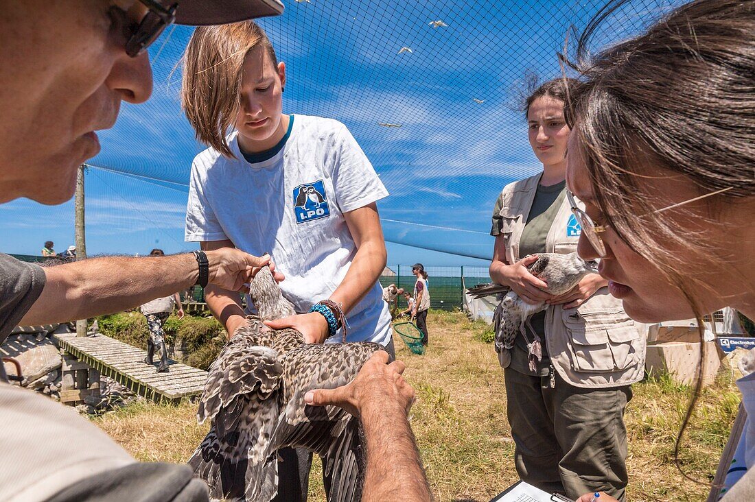 France, Cotes d'Armor, Pink Granite Coast, Pleumeur Bodou, Grande Island, Ornithological Station of the League of Protection of Birds (LPO), counting, weighing, census and ringing of Brown Gulls (Larus fuscus) and Herring Gulls (Larus argentatus) before releasing larger ones