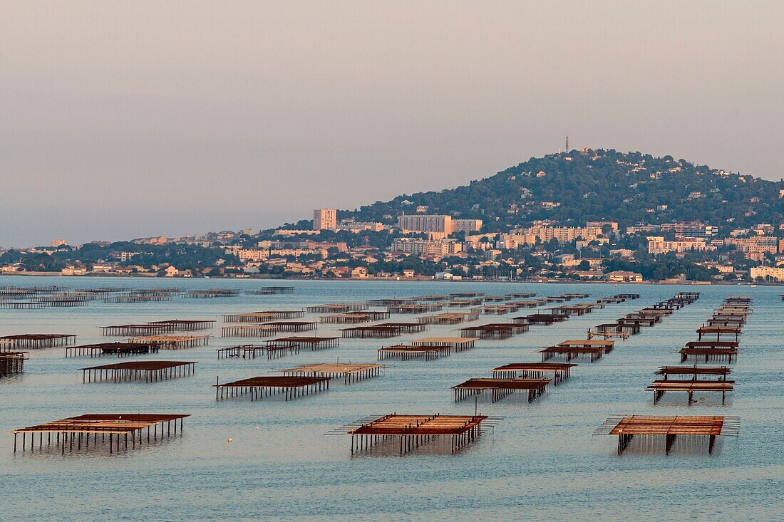 France, Herault, Bouzigues, oysters tables on the lagoon of Thau with the city of Sete and the Saint-Clair Mount in the background