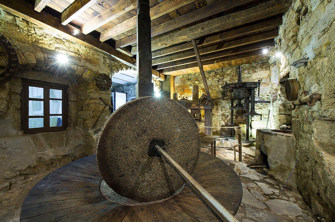 France, Corse du Sud, Sainte Lucie of Tallano, JC Arrii olive grower took over the plantations of very old olive trees of his ancestors, he manufactures some of his olive oil with the mill famillial stone mill