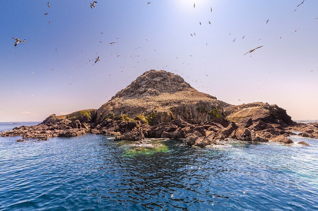 France, Cotes d'Armor, Perros Guirec, colony of gannets (Morus bassanus) on Rouzic island in the Sept Îles nature reserve